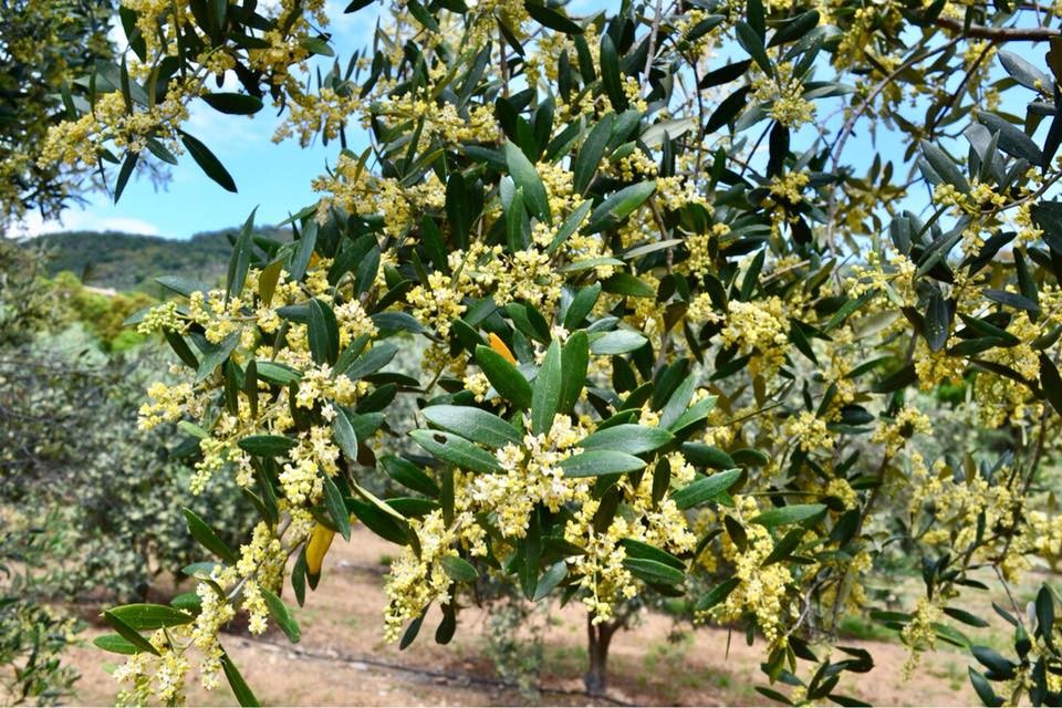 Floraison oliviers Domaine la pierre plantée