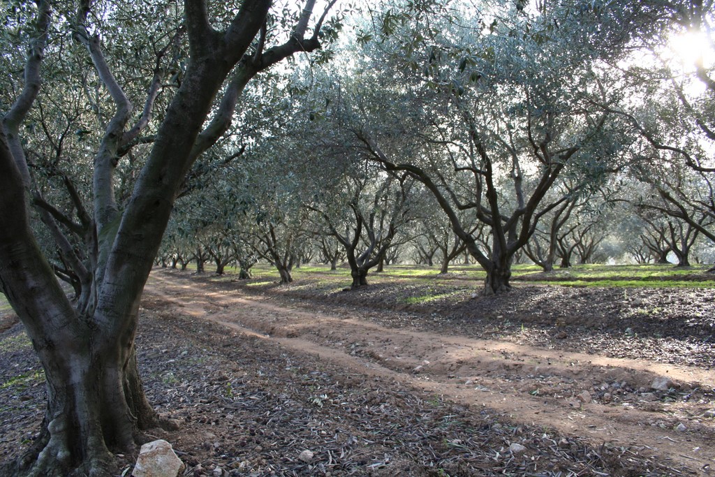 oliveraie sainte maxime