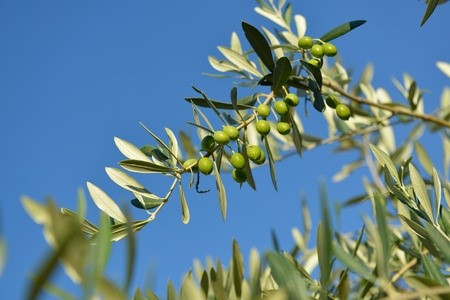 producteur huile d'olives