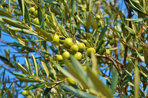 producteur huile d'olive