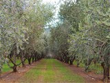oliveraie golfe de saint tropez