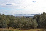 oliveraie et mer